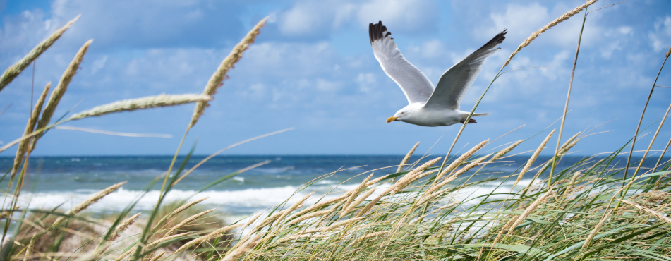 Urlaub auf Usedom