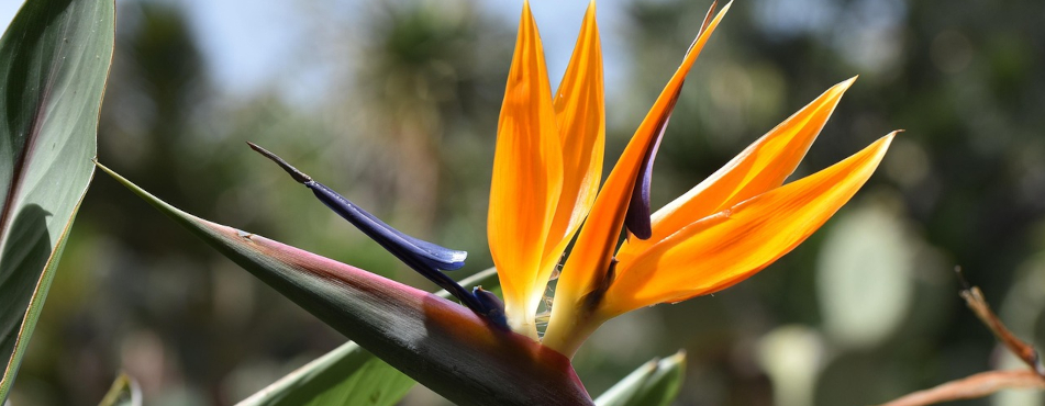 Madeira Strelitze Pixabay 2946711 Hgrufeneder0 951 Italien Toscana Landschaft